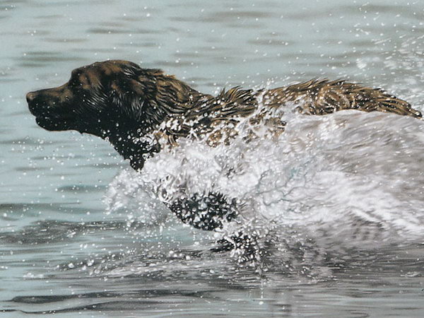 "Lesley Harrison" An American Animal Painter