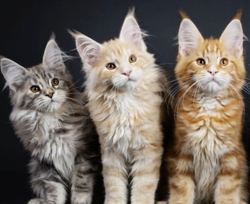 20 ways to tell that a Maine Coon online seller is a scammer 20 ways to tell that a Maine Coon online seller is a scammer