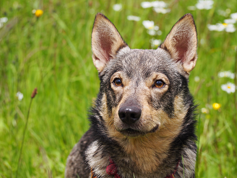 Spitz des Wisigoths, Swedish Vallhunt, Vastgötaspets 29