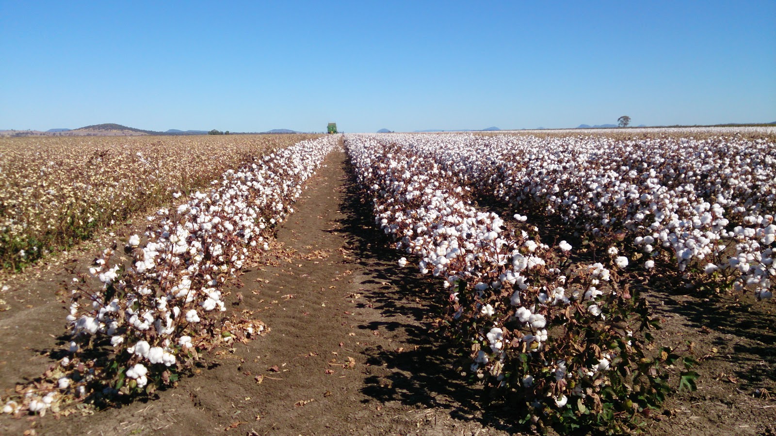 Imagery from Life Fields of cotton