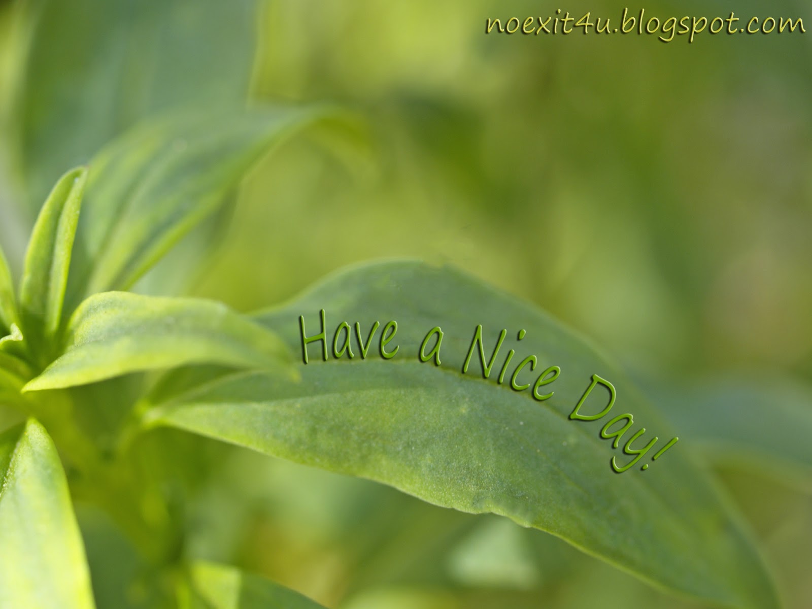 HAVE A NICE DAY WALLPAPER (HD)