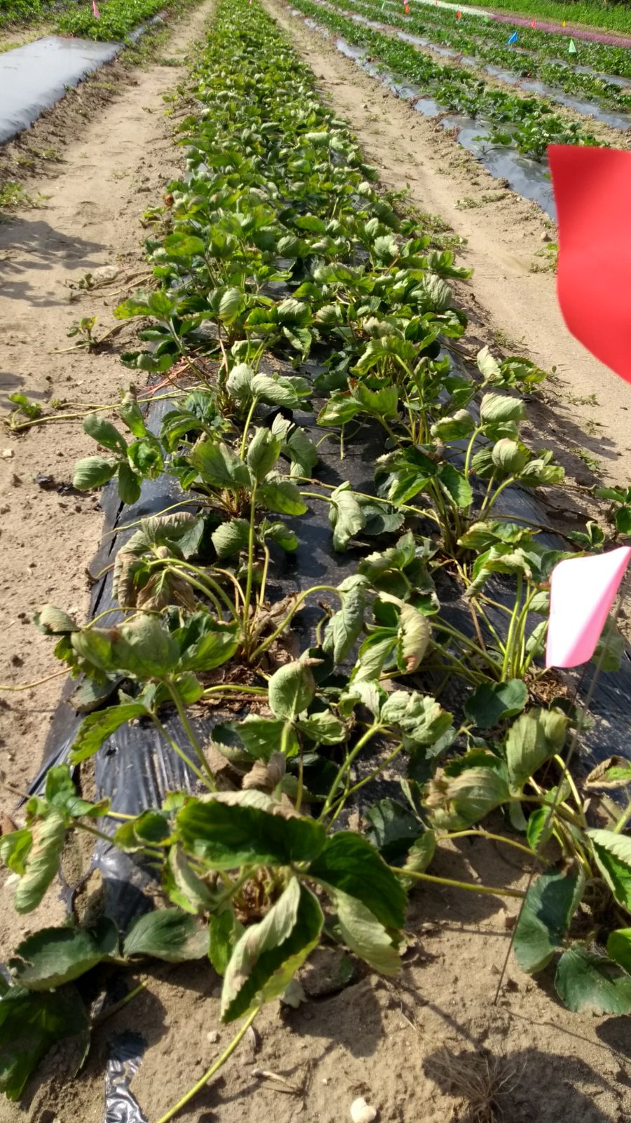 Photos for Recognizing Herbicide Injury on Berries