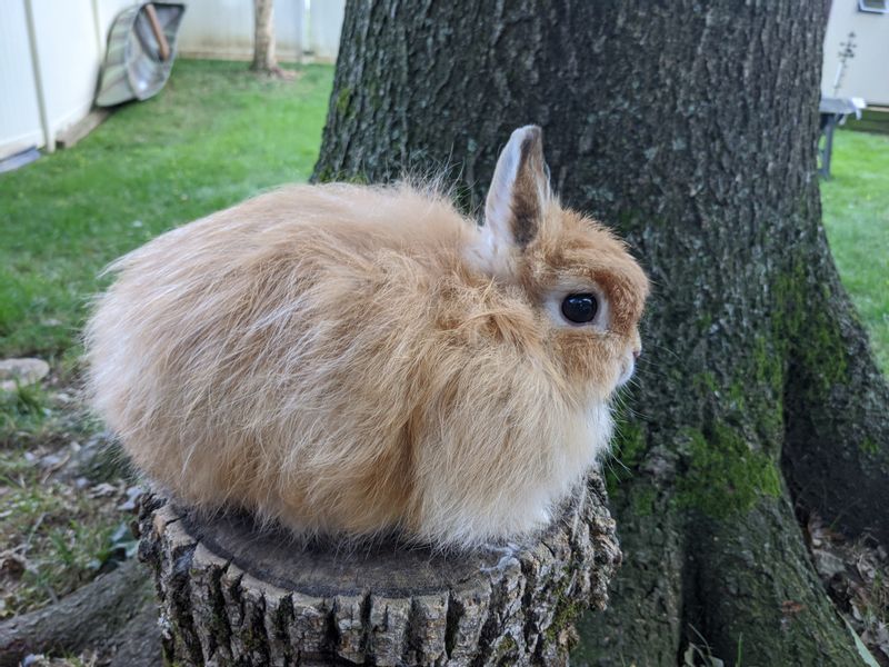 5 Of The Cutest and Lovable Bunnies Ever Pets Amazing Pets