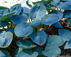 Closeup of Blue Hawaii Hosta's blue leaves