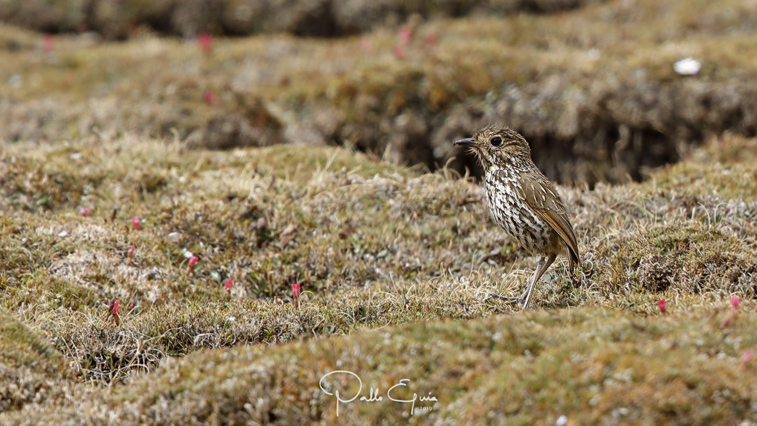mis fotos de aves Grallaria andicolus Tororoí Andino Stripeheaded