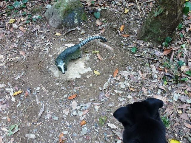 LUPIKONA: Hong Kong Wild Animals