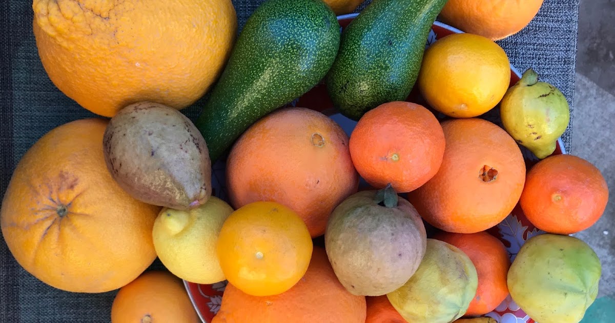 Gardening February fruits of Sacramento Valley