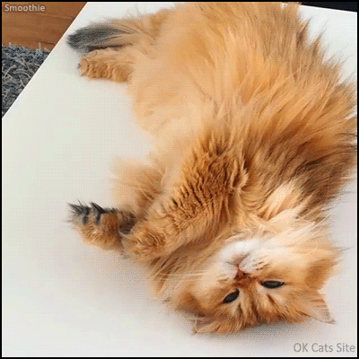 Cute Cat GIF • 'Smoothie', gorgeous fluff feeling hot because she doesn't have air conditioning Cute Cat GIF • 'Smoothie', gorgeous fluff feeling hot because she doesn't have air conditioning