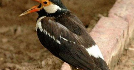 Ternyata Inilah Penyebab Jalak Suren Sering Buka Paruh Lebar Burung Mania