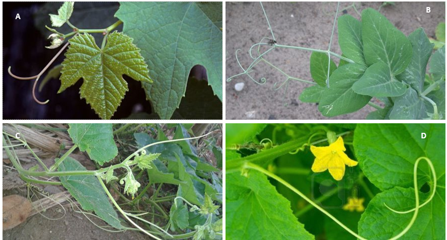 Sobre esto y aquello: La increíble elasticidad de los zarcillos