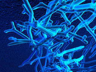 An artist's rendering of Bifidobacteria, a beneficial bacteria.
