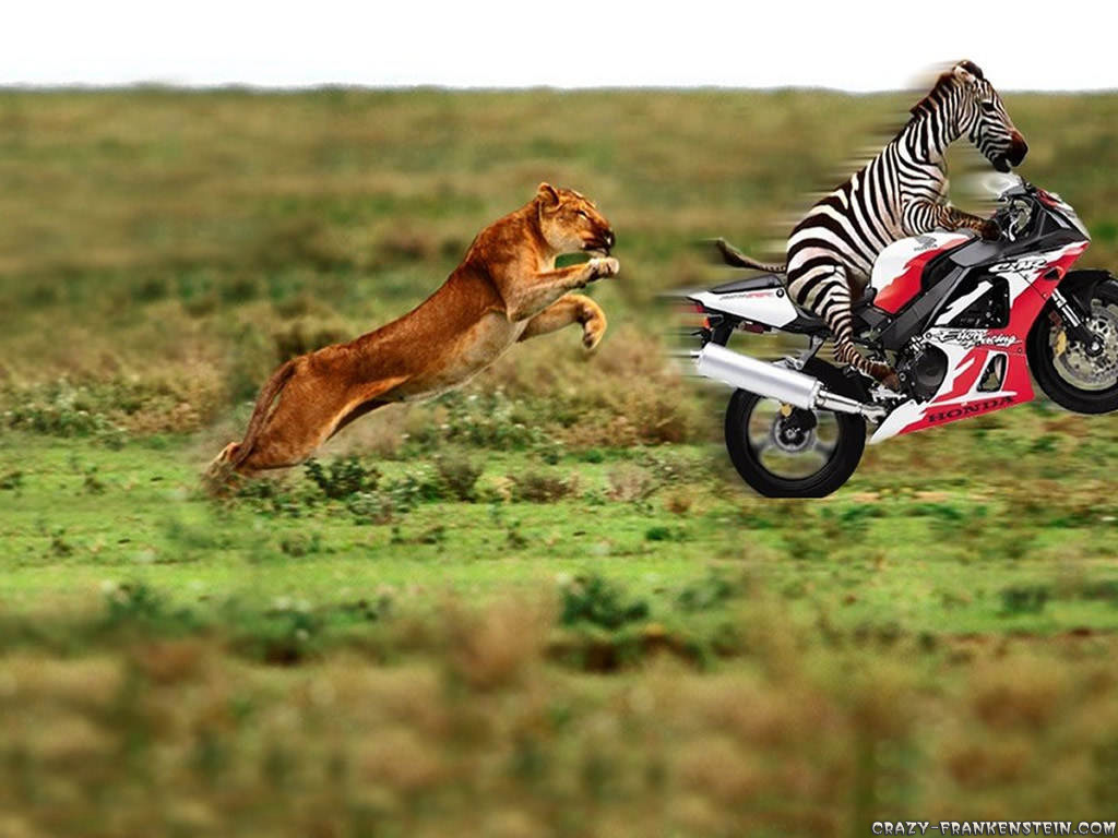 Zebra on motorcycle funny animal wallpaper Best Wallpapers