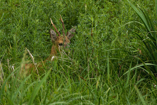 Naturfotografie Wildlifefotografie Lippeaue Reh Rotwild Rehbock