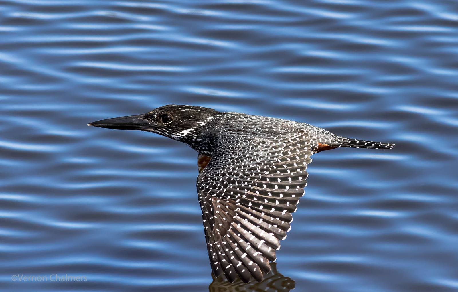 Vernon Chalmers Photography Training A Rare Giant Kingfisher at