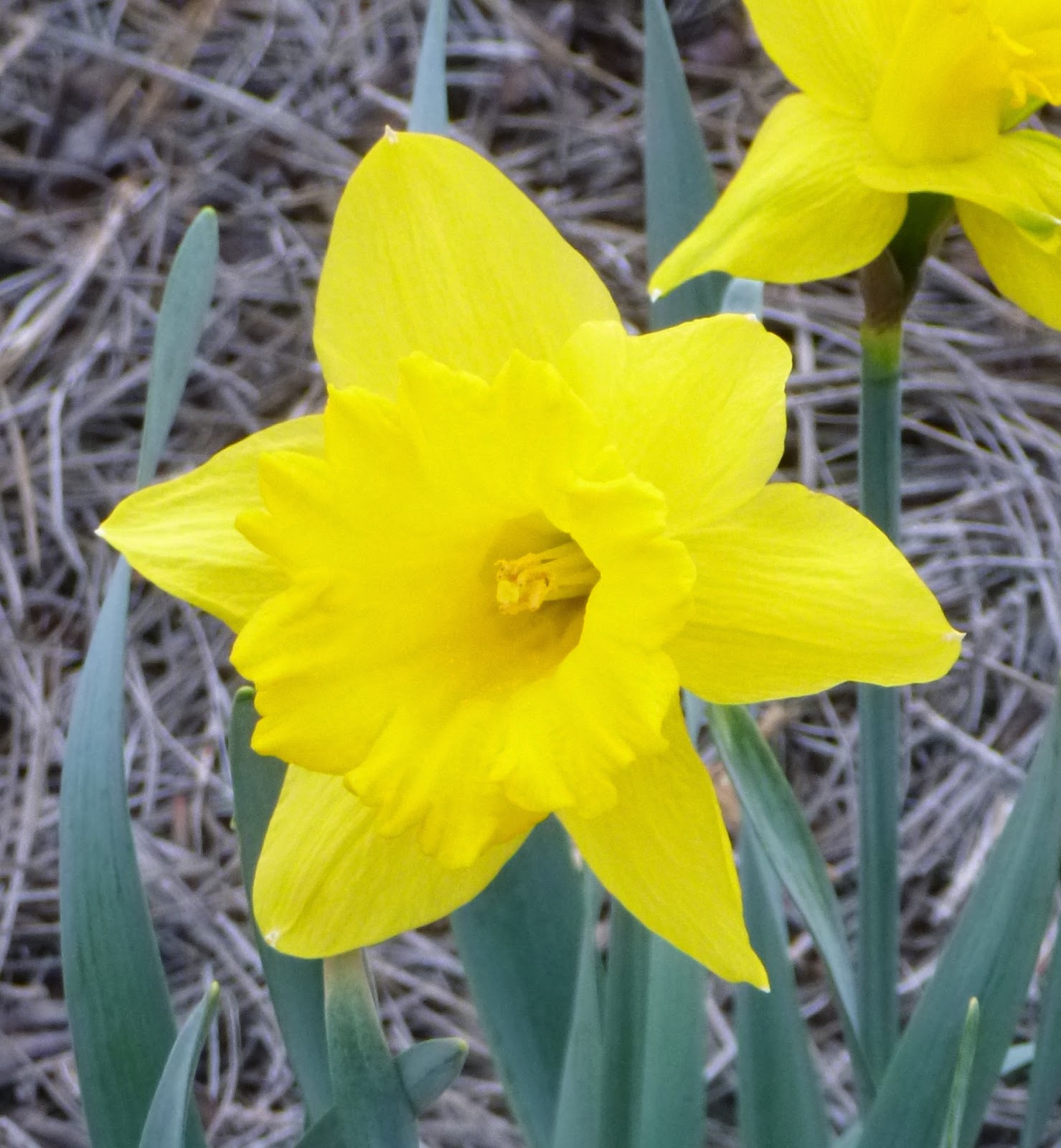 Yellow daffodil Yellow daffodil