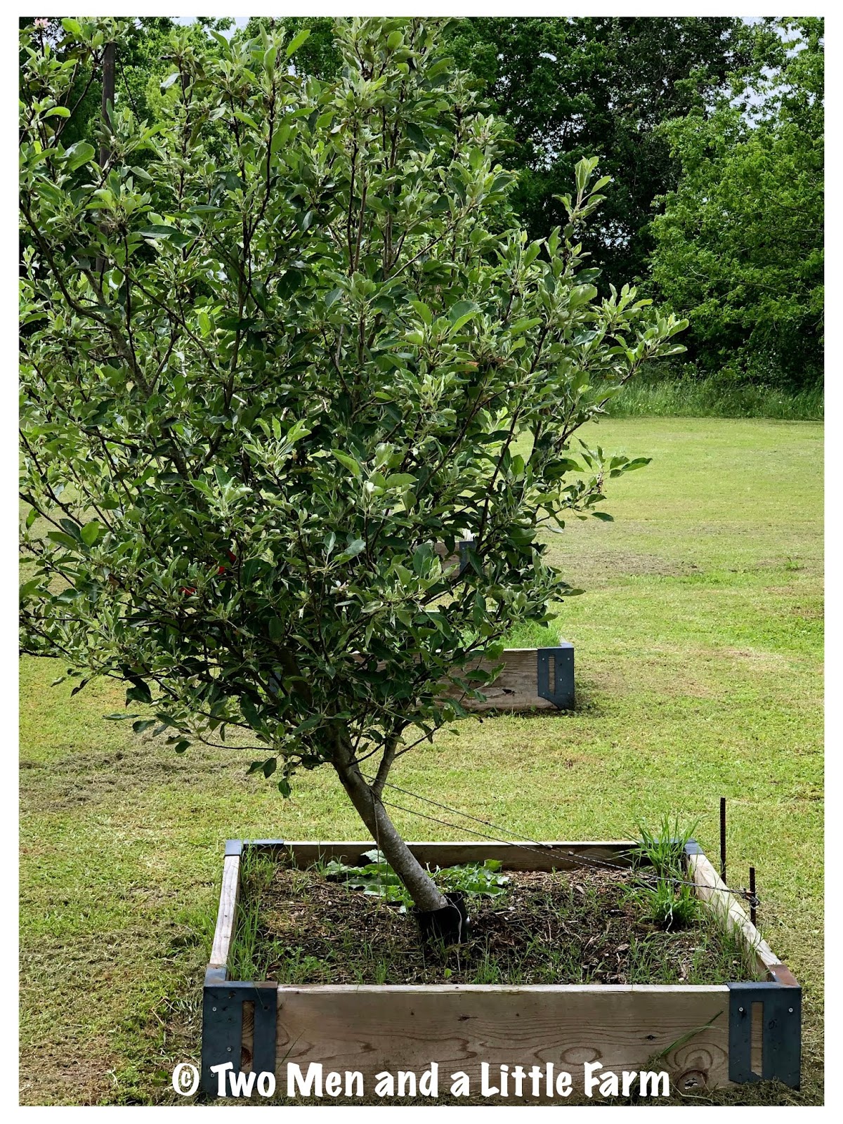 Two Men and a Little Farm LEANING APPLE TREE