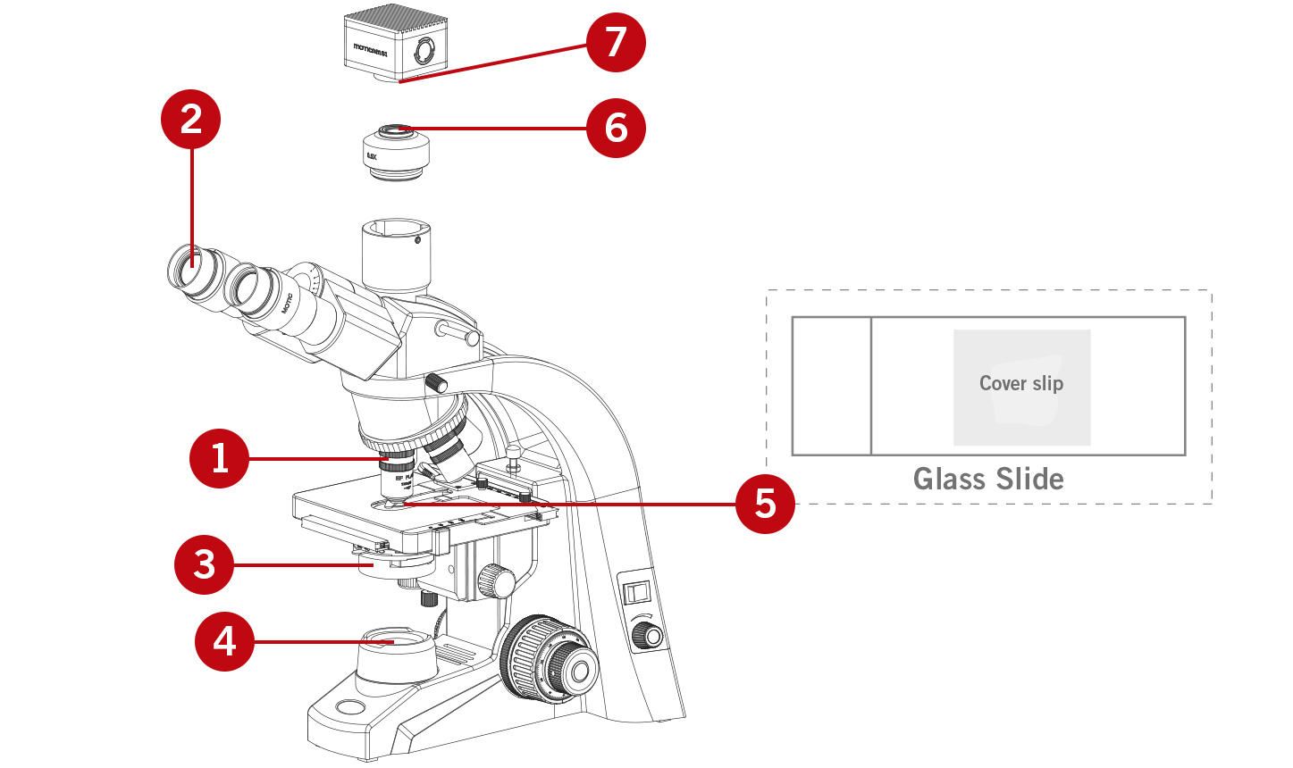 Motic Europe Blog How can I ensure a clean microscope?