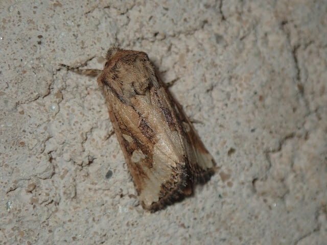 Luperina dumerilii Luperina dumerilii