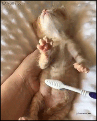 Cute Kitten GIF • Aww, kitty is in heaven, he loves belly rubs with a sweet tooth brush... Cute Kitten GIF • Aww, kitty is in heaven, he loves belly rubs with a sweet tooth brush...