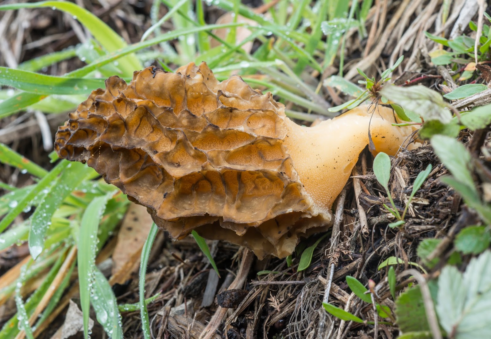 The 3 Foragers Foraging for Wild, Natural, Organic Food Wild