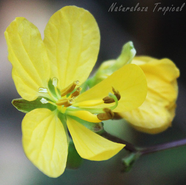 Flor característica de la planta Senna occidentalis