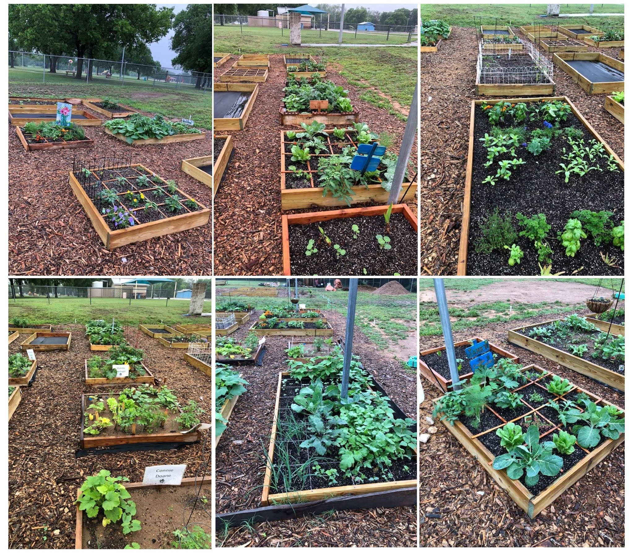 Lampasas Community Gardens Photo Gallery