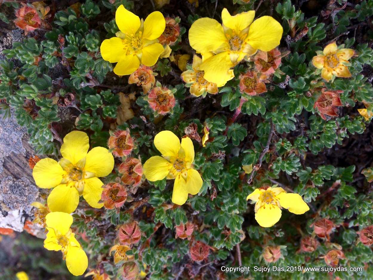 Trekking and Photography in the Himalaya Ladakh Flowers