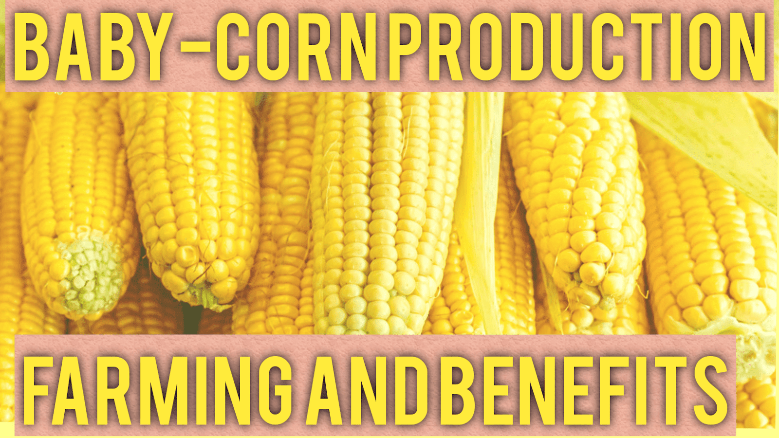 Baby Corn Farming, Benefits And Profits