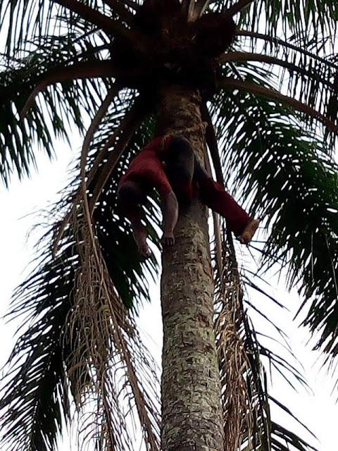  Photos: Man reportedly found dead ontop of palm tree in Imo State