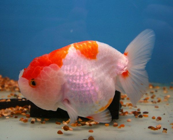 10 Jenis Ikan Mas Koki yang Sering di Pelihara di Aquarium - Ojo lali