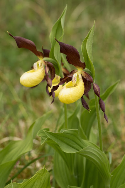 Lady's Slipper Orchid - Gait Barrows, Cumbria