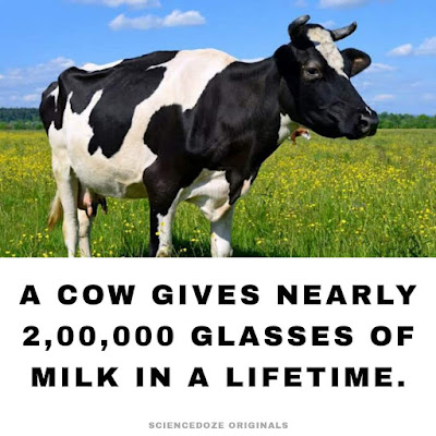 1Cow facts
