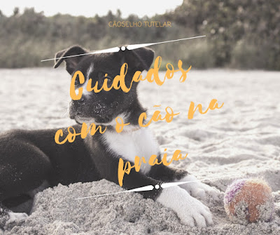 cuidados com cachorro na praia