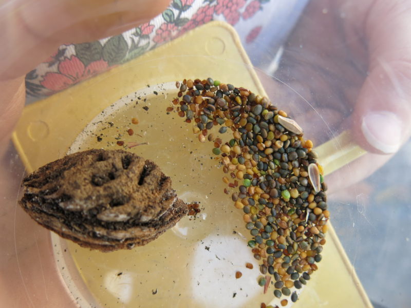 Diversidad de semillas de rúcula en el Maceto Huerto de AEA Bosque Animado