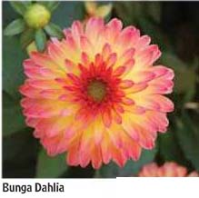 Kliping Pengetahuan Inulin dari Umbi  Bunga  Dahlia 
