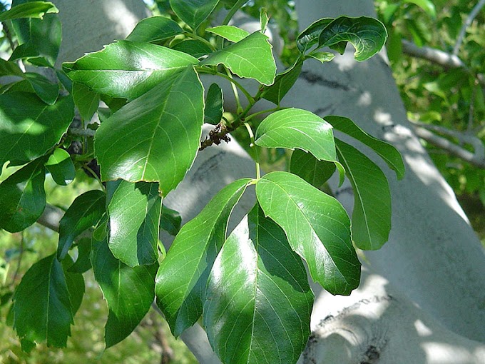 Fan Tex Ash Tree Pros And Cons