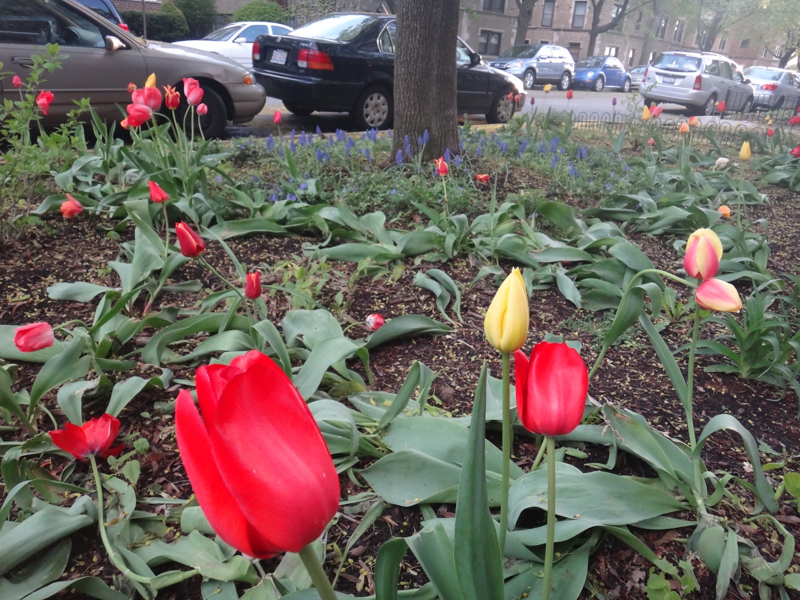 Rogers Park in 1,000 words A Walk down Jarvis Avenue Rogers Park updates