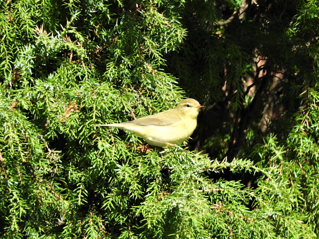 пеночка теньковка