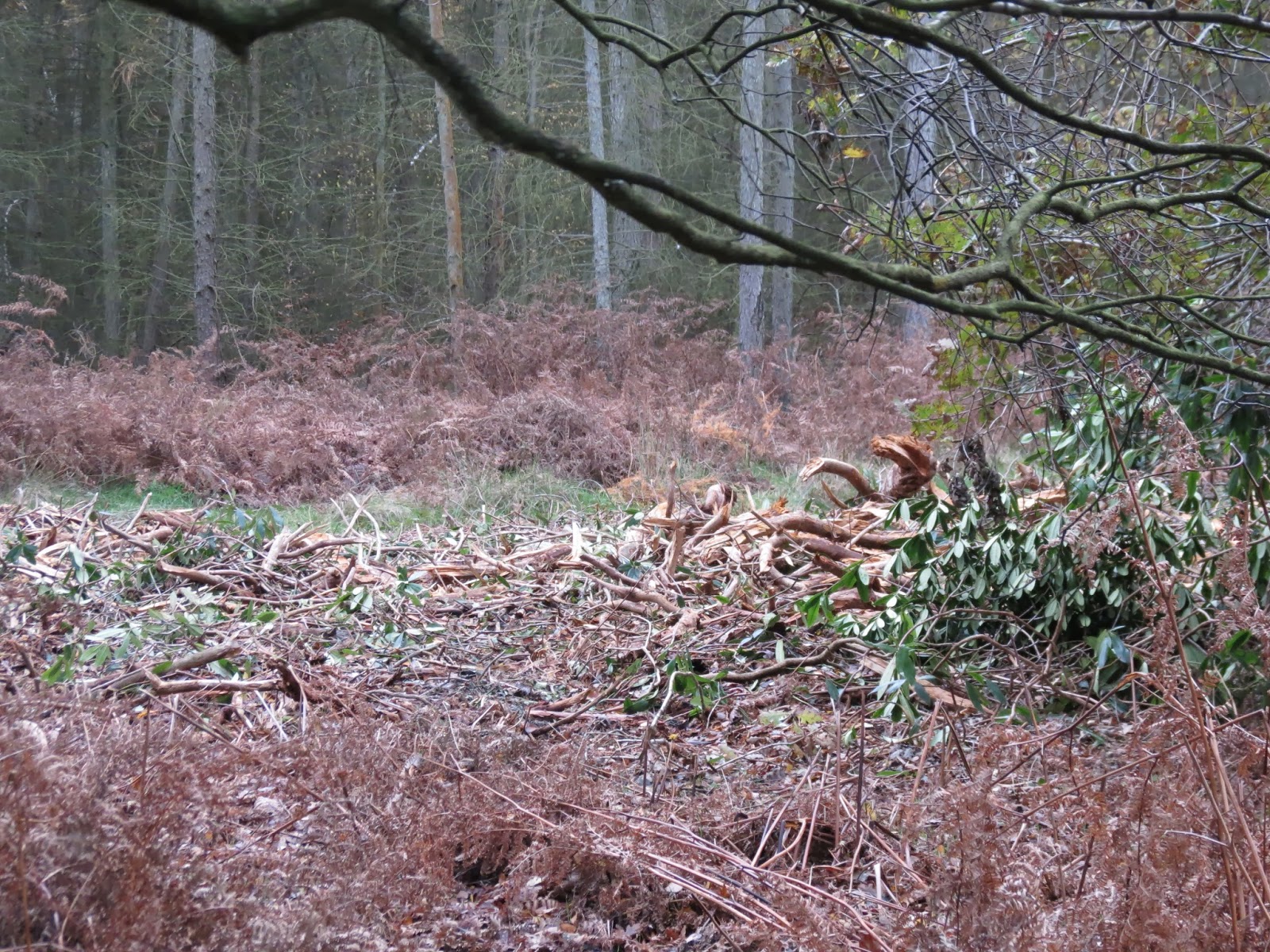 BIRDING AMERSHAM Penn Wood and the BRAMBLINGS