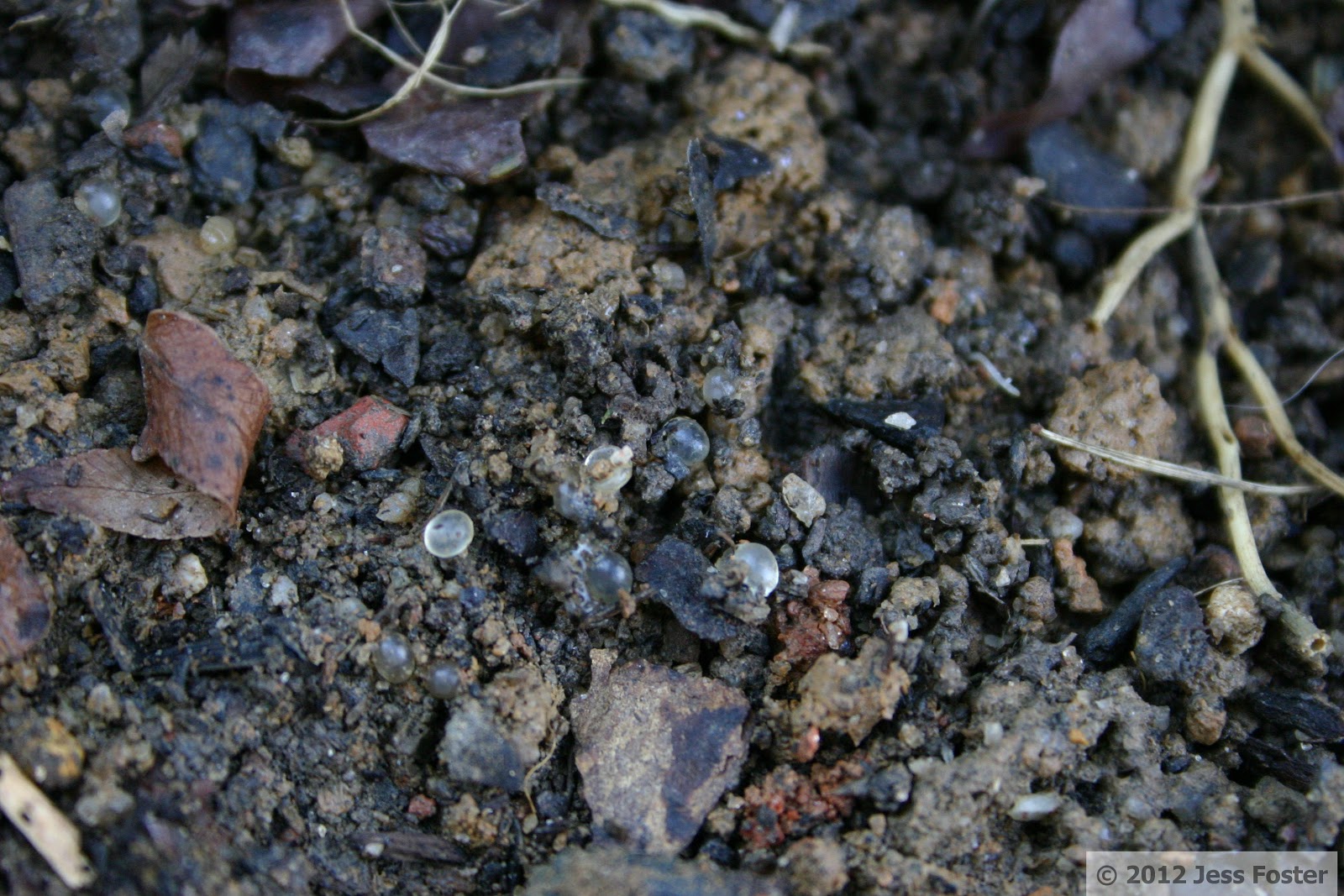 Sluggin' Along Slug Eggs Clutches 21 & 22