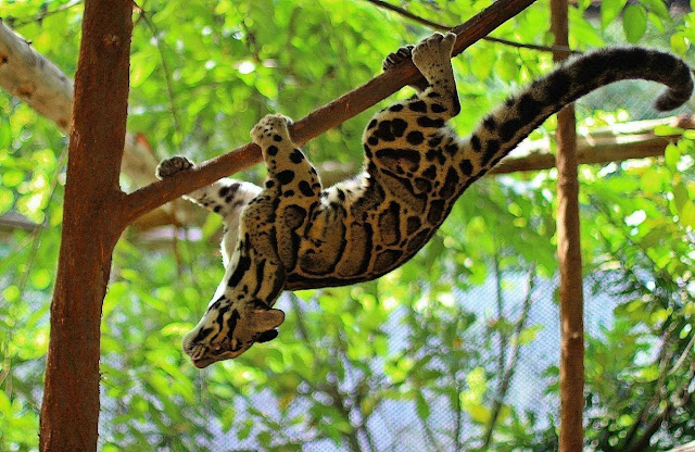 Дымчатый леопард (Neofelis nebulosa)