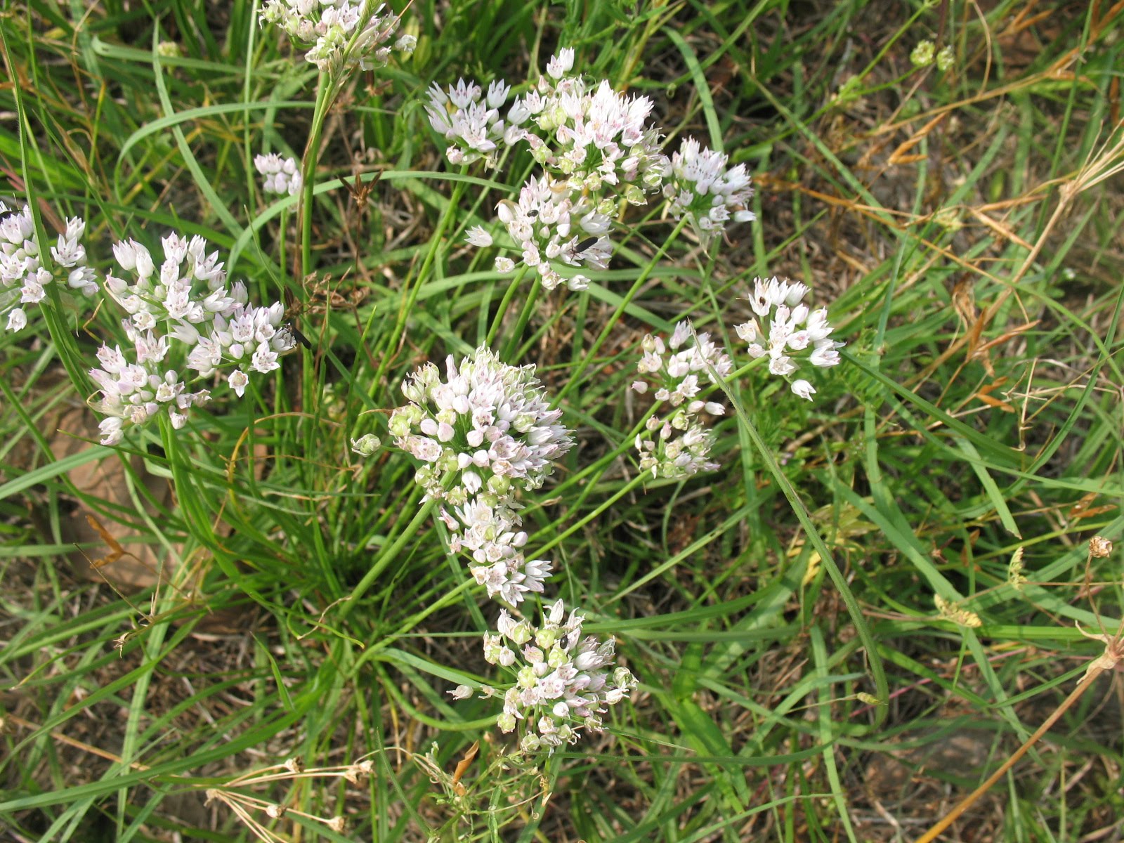 Bush onion wild edible