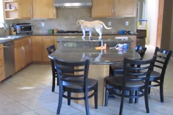 Pet Dog Shows Super Sleuth Abilities Discovering Food