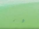 Surfers είχαν Άγιο: Σώθηκαν ενώ καρχαρίες βρίσκονταν δίπλα τους! ΒΙΝΤΕΟ