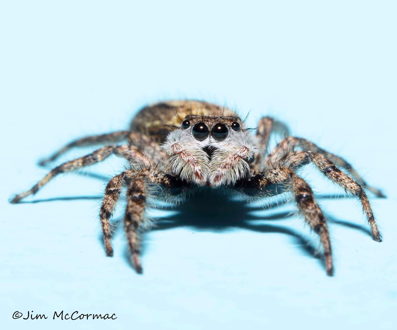 Tan Jumping Spider  Missouri Department of Conservation