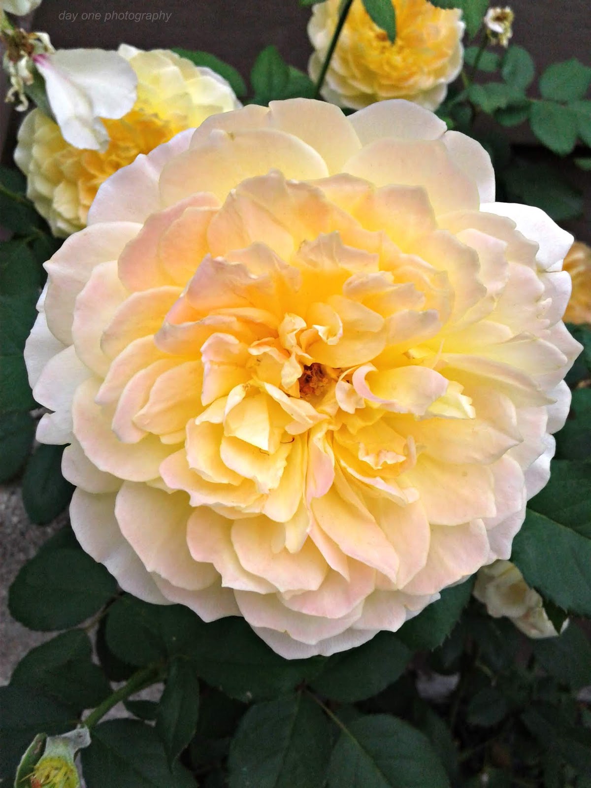 Day One Photography Summers Last Roses