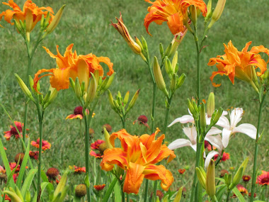 Double Tiger Lilies and Blanket Flowers