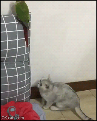 Funny Cat GIF • Sneaky kitty looking at parrot caught in the act. “Don't worry I was just inspecting the wall.” [ok-cats.com]