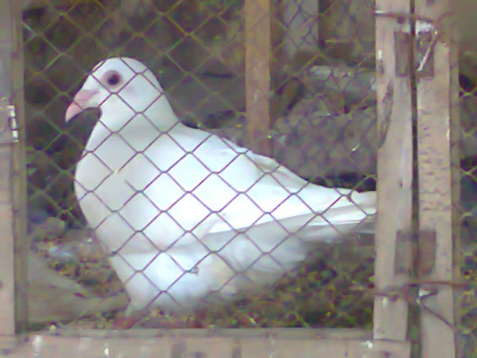 White Homer Pigeon For Sale In Lahore Pets For Sale In Pakistan