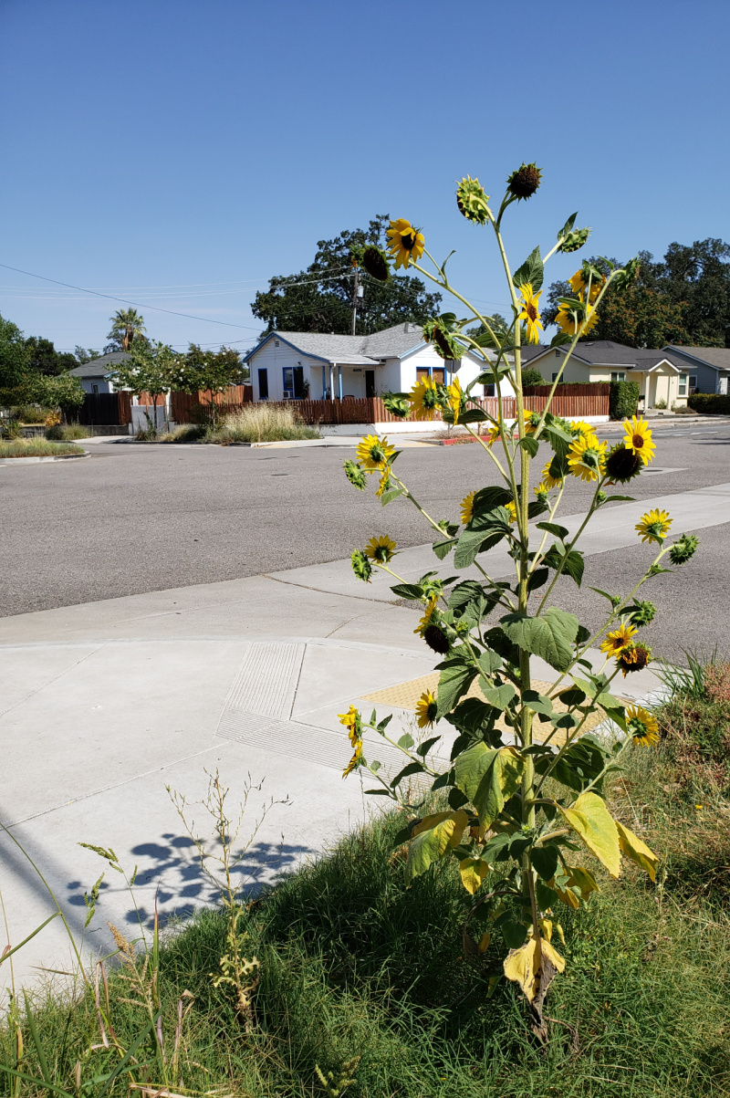 Photo Review of a Random Act of Beauty in Paso Robles